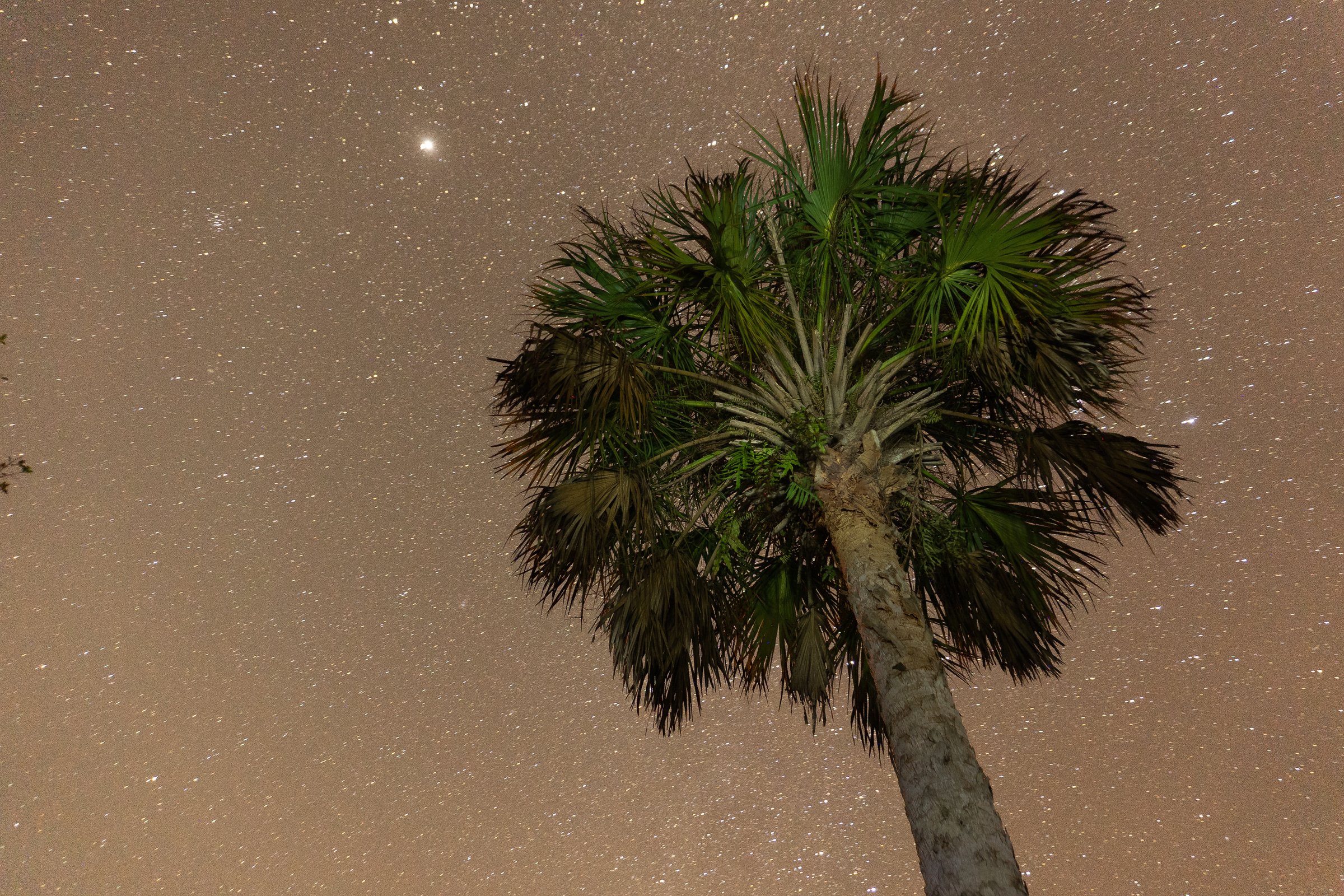 Single palm tree silhouetted against stars